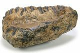 Fossil Woolly Mammoth Upper M Molar - Poland #295846-5